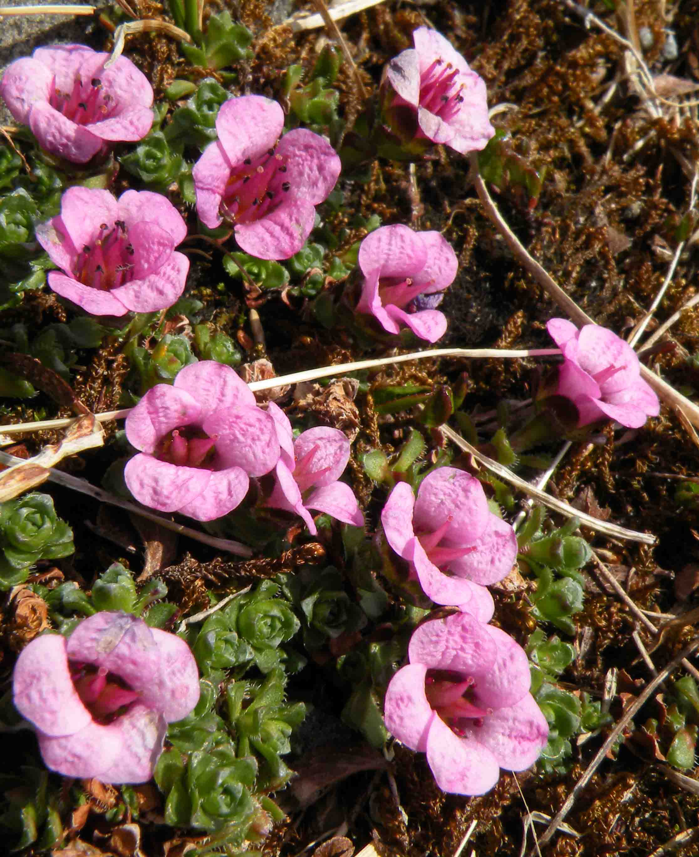 Capo Nord - Saxifraga oppositifolia